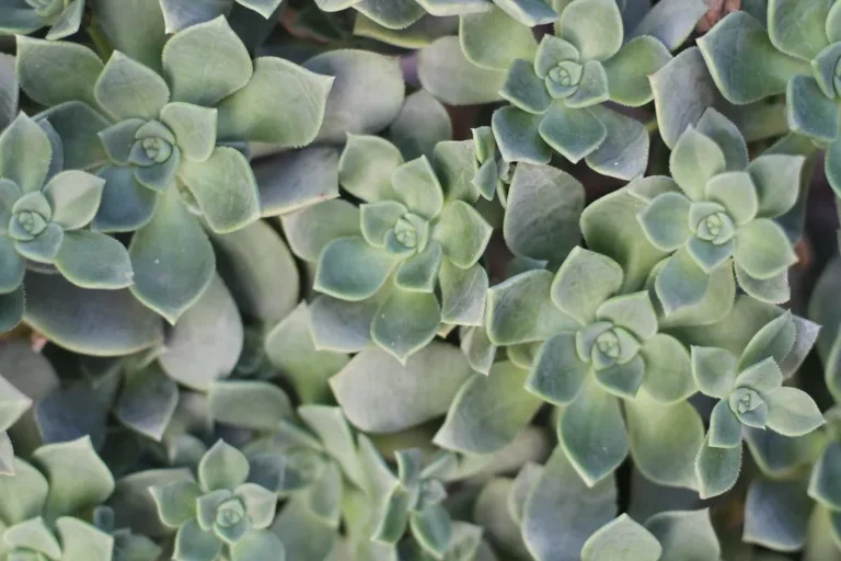 What Your Favorite Low-Maintenance Succulent Says About Your Daily Routine - Featured image