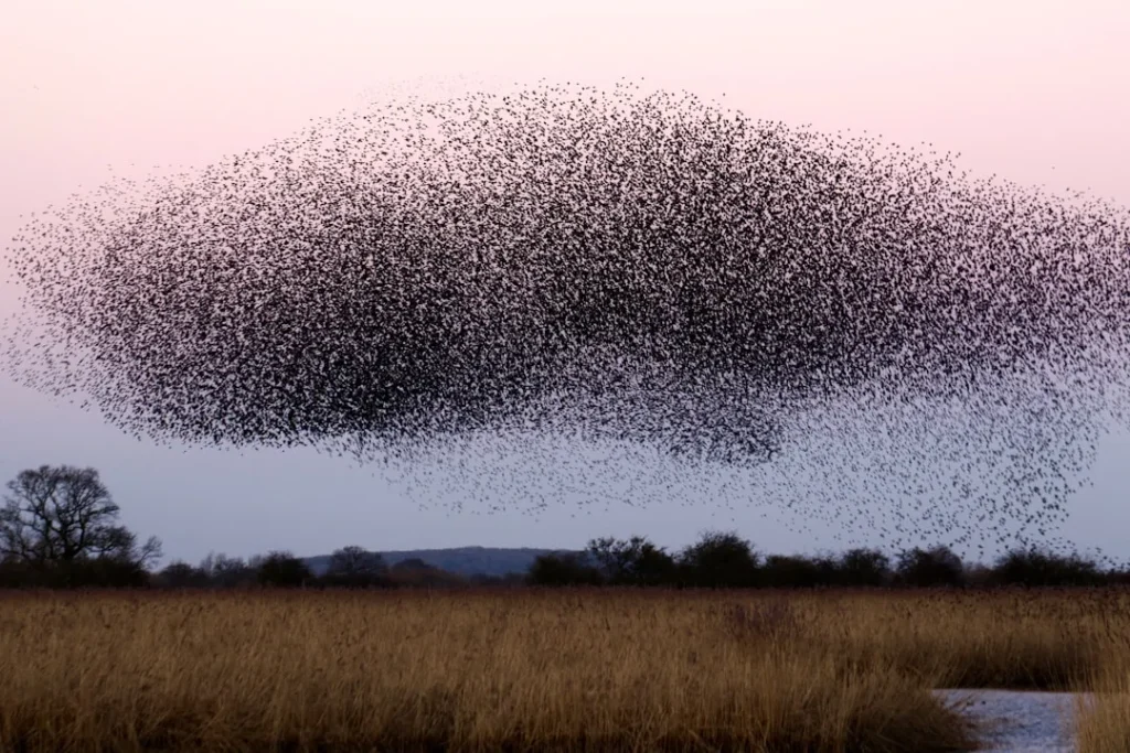 Shifting Migrations: Why American Birds Are Moving North Sooner Than Usual - Featured image
