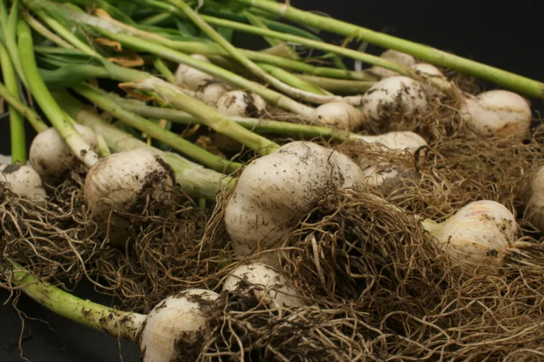 Garlic Refrigerator Storage Triggers Sprouting — Switch to Pantry Storage for Whole Bulbs - Featured image