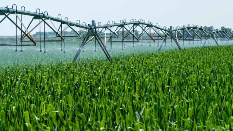 Why Rain Gauge Tracking Is Far More Accurate Than Watering on a Set Schedule - Featured image