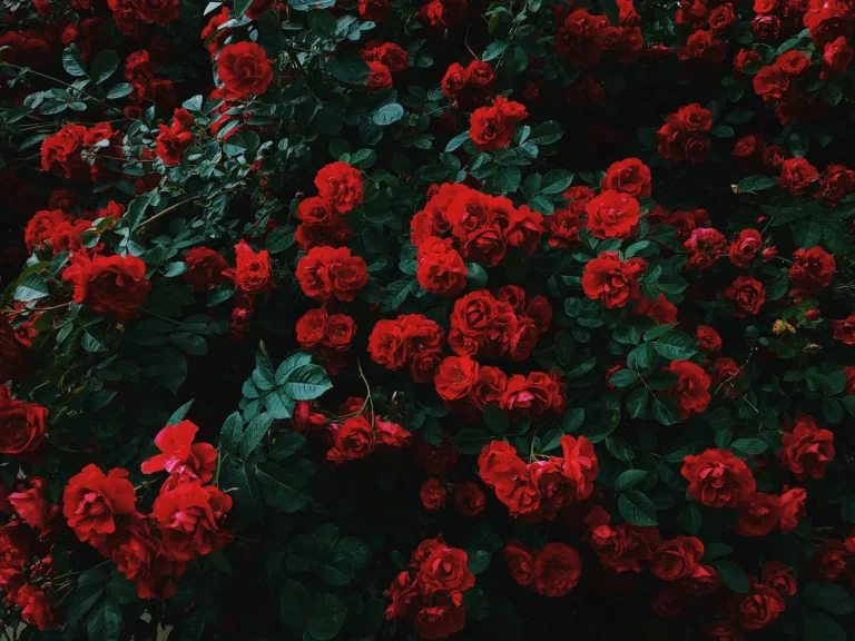 First Roses of the Season Unfurl Color and Fragrance in a Pennsylvania Garden - Featured image