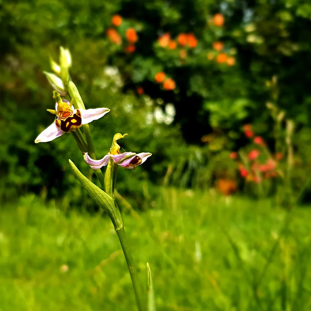 How Allowing a Corner of Your Lawn to Grow Wild Benefits Local Biodiversity