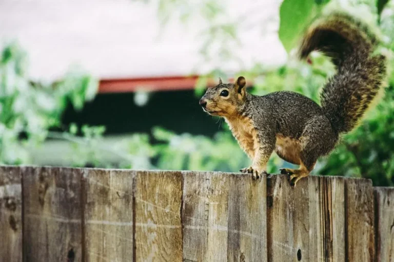 How to Make Your Garden Safe for Foraging Nocturnal Wildlife - Featured image