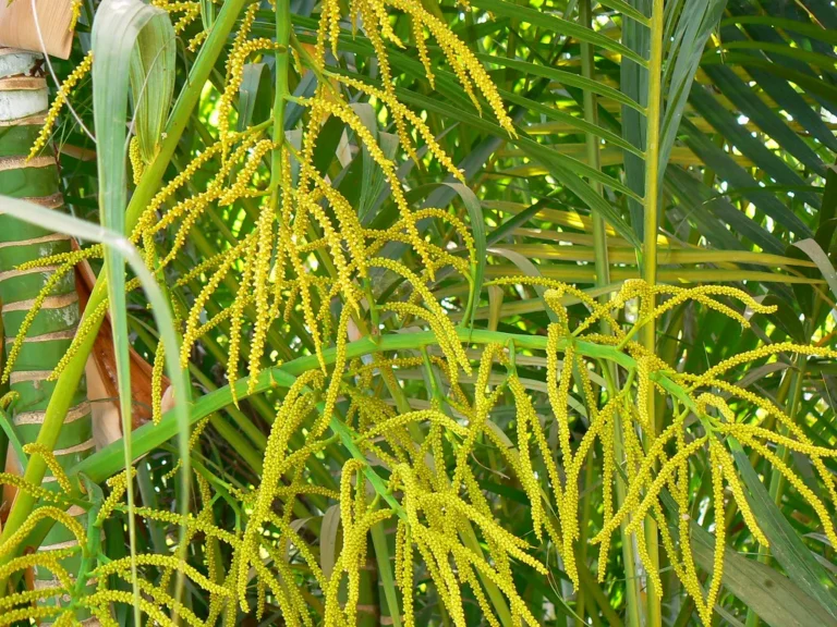 If You Want Your Suburban Lot to Flourish Into a Private Oasis, Plant These 5 Screening Plants - Featured image