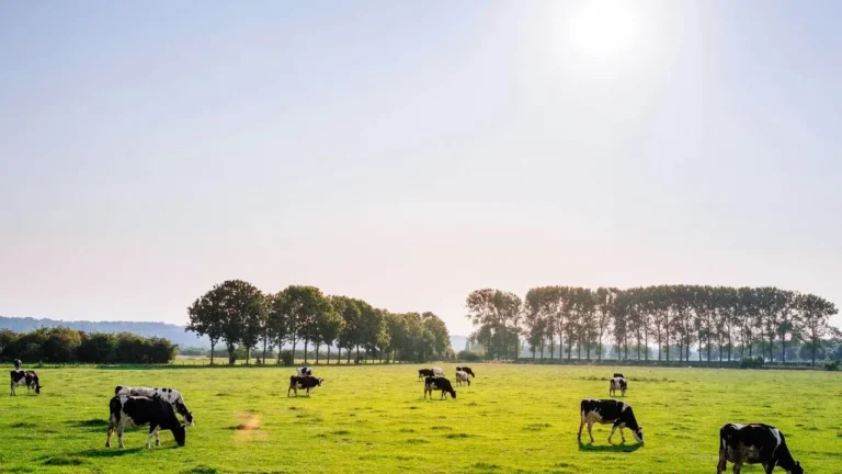 Franklin County Dairy Facility to Reopen This Fall Despite String of Shutdowns - Featured image