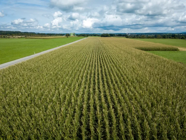 The "Three Sisters" Method: How Corn, Beans, and Squash Work Together - Featured image