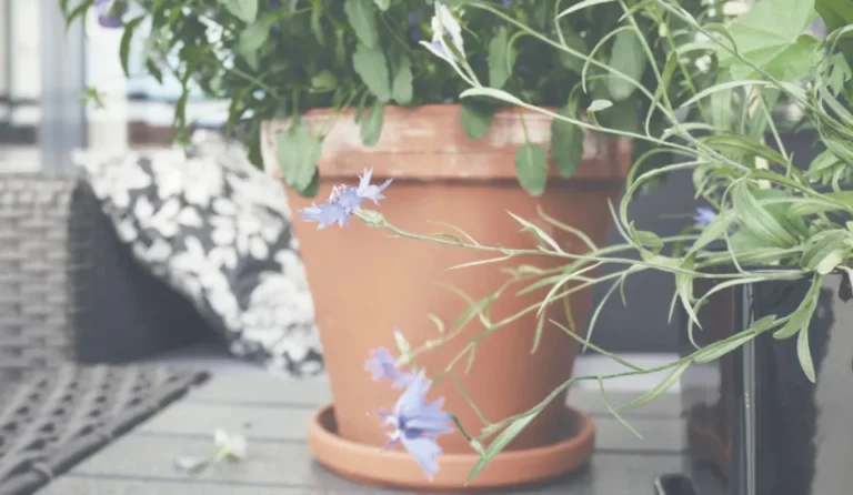 What Your Favorite Flowering Houseplant Says About Your Optimism - Featured image