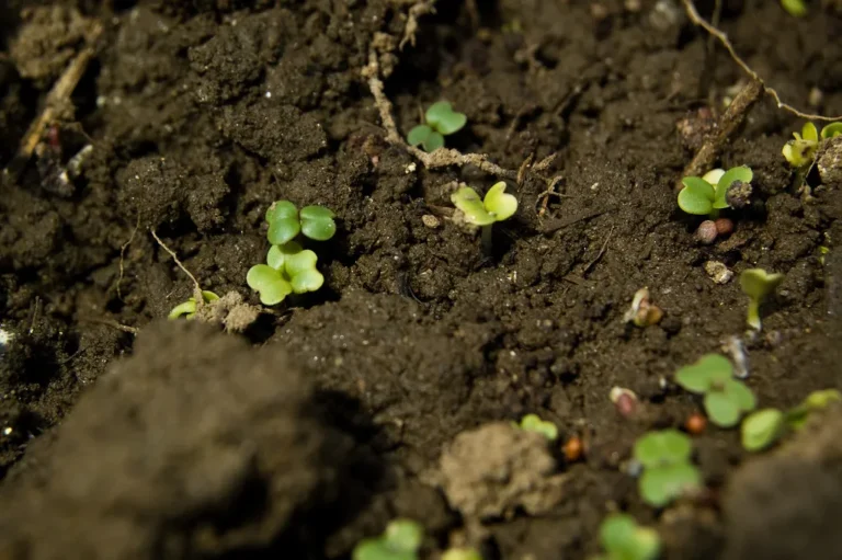 The Subterranean Reason Your Houseplants Thrive in Chunky, Aerated Soil Mixes - Featured image