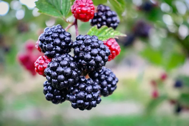 Aronia: The Native North American Chokeberry That Delivers Antioxidant-Rich Berries and Multi-Season Garden Interest - Featured image
