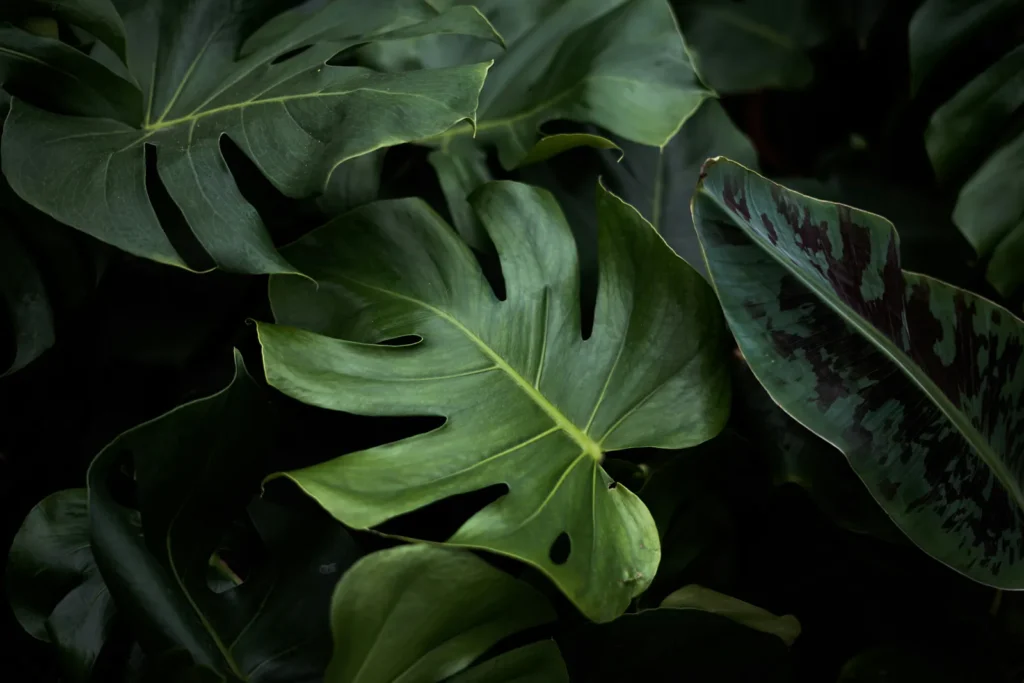 The Plants That Expert Gardeners Secretly Covet - Featured image