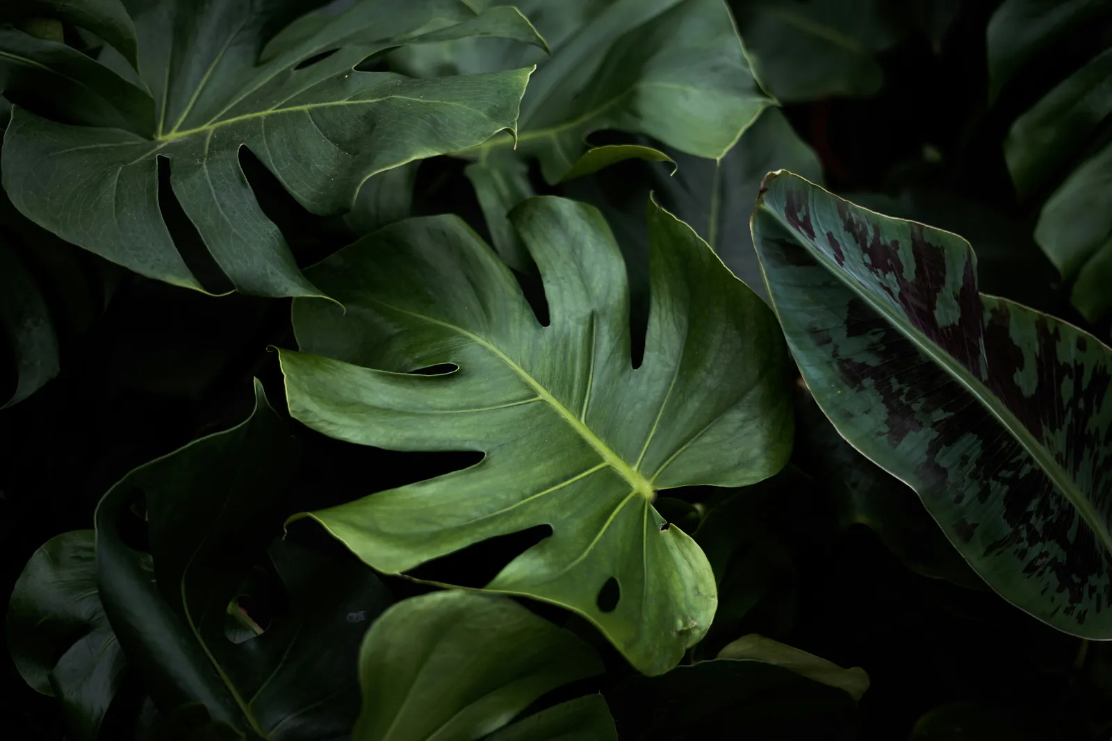 The Plants That Expert Gardeners Secretly Covet