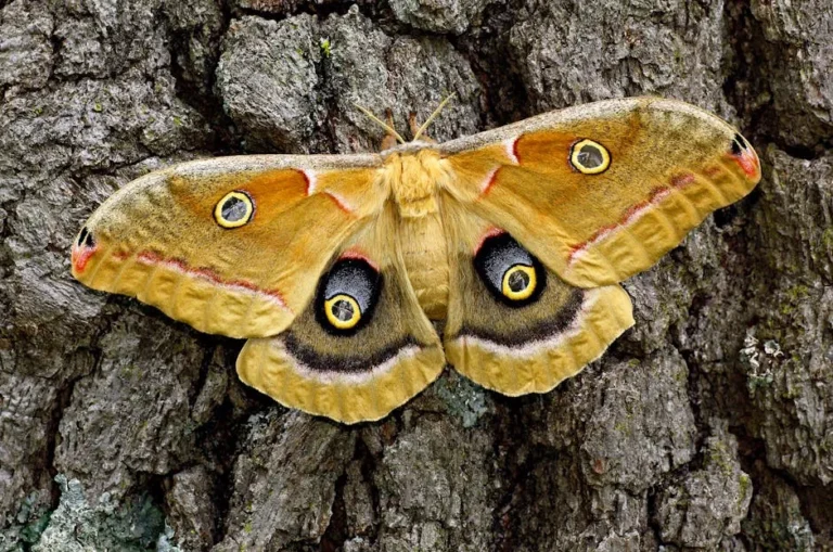 How to Create a Night-Blooming Garden That Attracts Beautiful Native Moths - Featured image