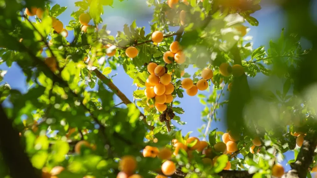 Home-Grown Apricots Deliver Freshness That Store-Bought Fruit Cannot Match - Featured image