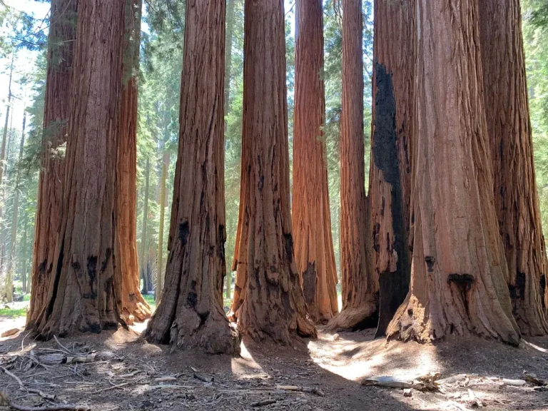 Plant These Redwood-Adjacent Trees in Your Humboldt Garden for the Lush Vibe You Crave - Featured image