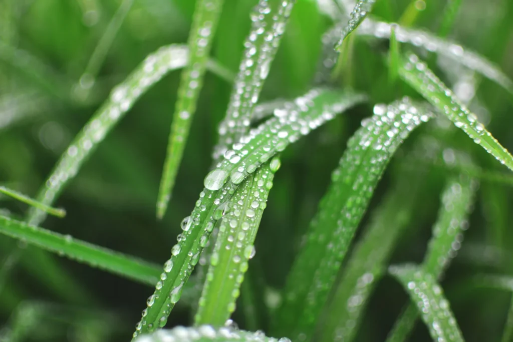 Heavy Rain Strips Fertilizer From Potted Plants — Apply a Half Dose to Restore Balance - Featured image