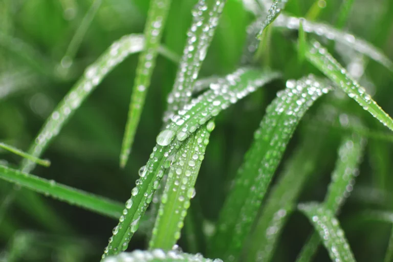 Heavy Rain Strips Fertilizer From Potted Plants — Apply a Half Dose to Restore Balance - Featured image