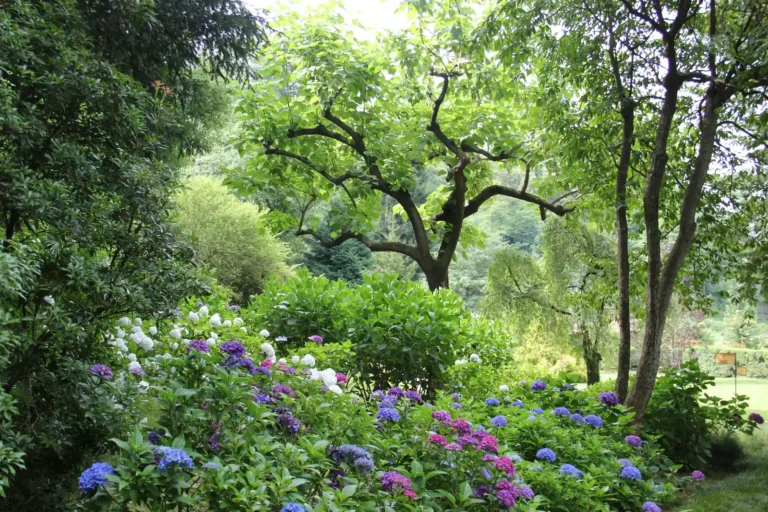 New Homeowners Risk Losing Valuable Plants by Clearing Perennial Gardens Too Soon - Featured image