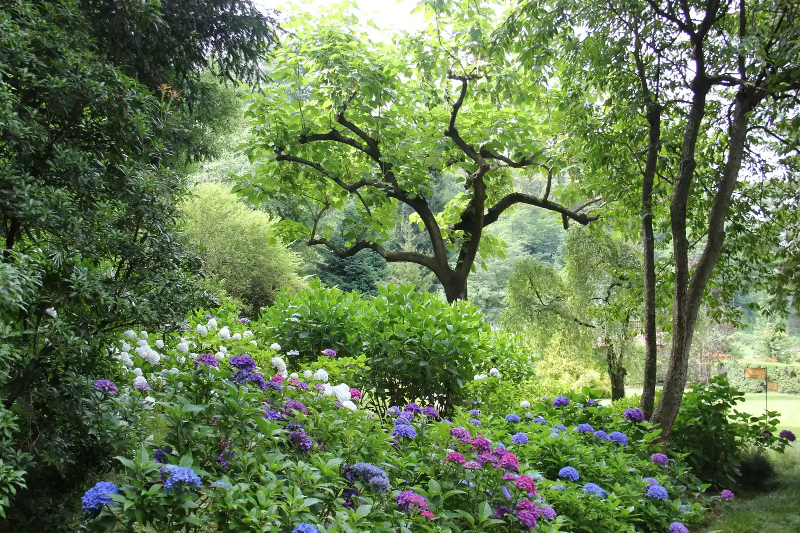 New Homeowners Risk Losing Valuable Plants by Clearing Perennial Gardens Too Soon