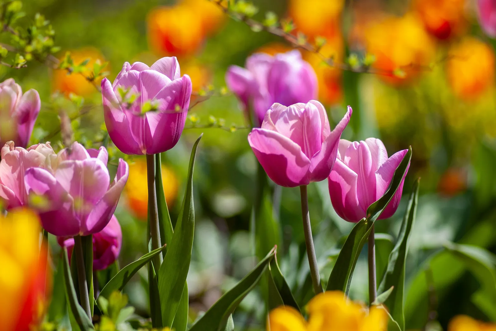 Colorful Spring Garden in Pennsylvania Features Diverse Planting