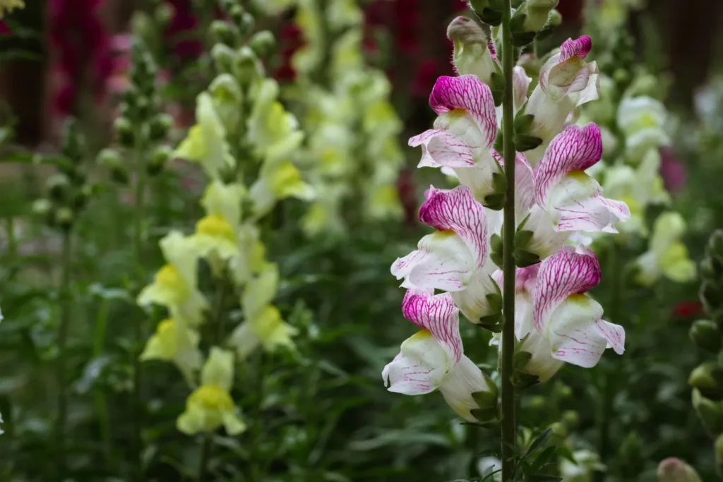 June Blooms Signal Spring to Summer Shift in Indiana Garden - Featured image
