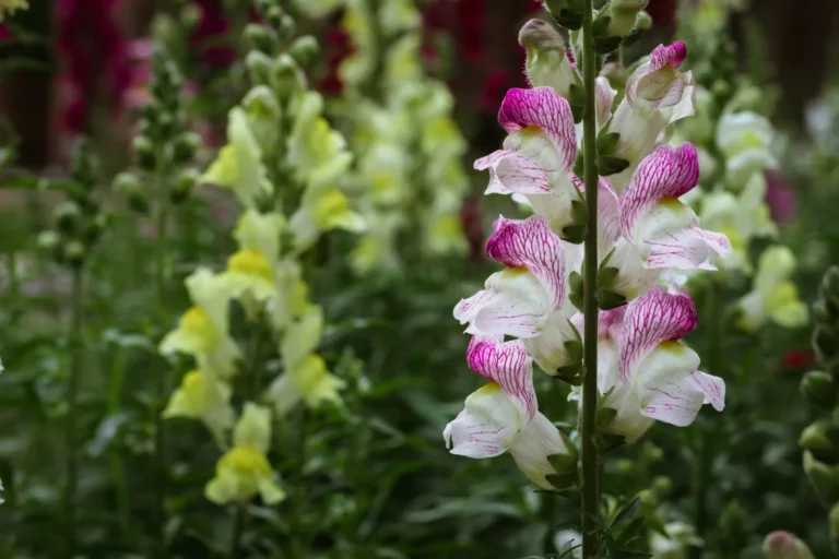 June Blooms Signal Spring to Summer Shift in Indiana Garden - Featured image