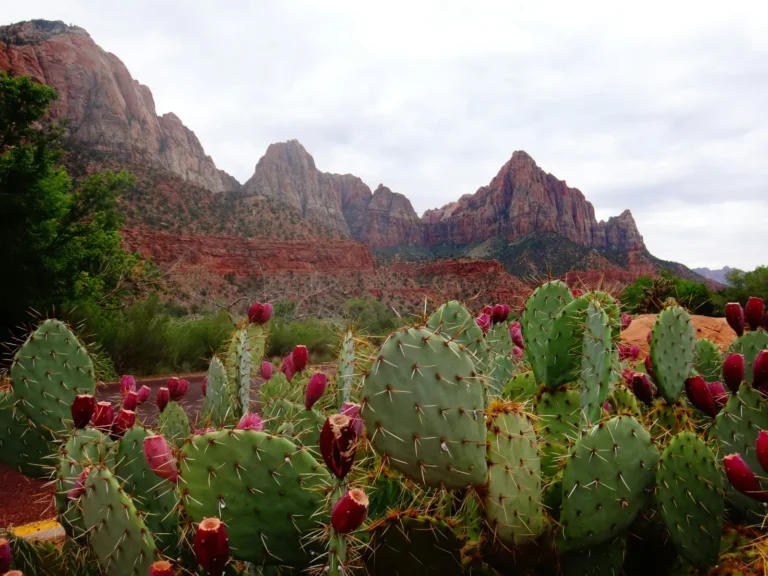 New Mexico Cacti Surprise With Spring Blooms - Featured image
