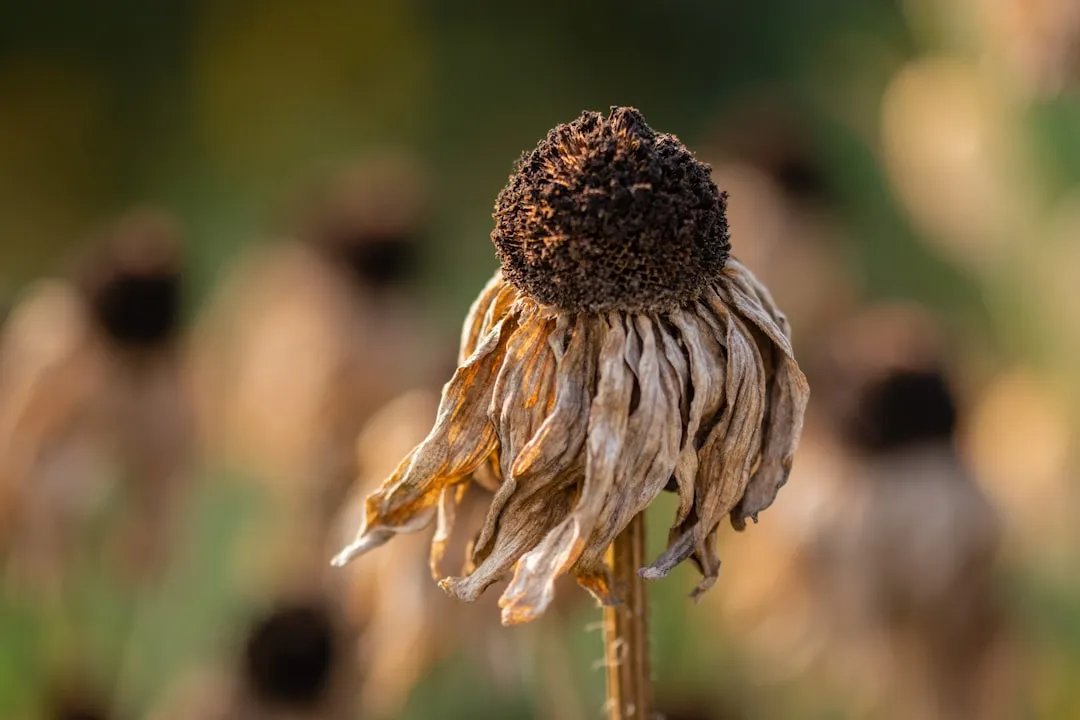 8 Drought-Tolerant Plants That Can Survive the Hottest Summer Heatwaves