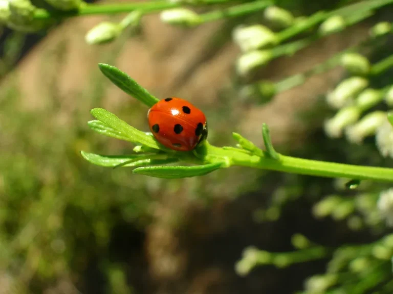 The Plants You Need to Grow to Attract Lacewings and Ladybugs to Your Yard - Featured image