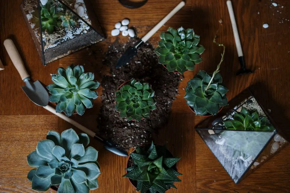 If You Want Your Low-Water LA Garden to Flourish, Plant These 5 Striking Succulents