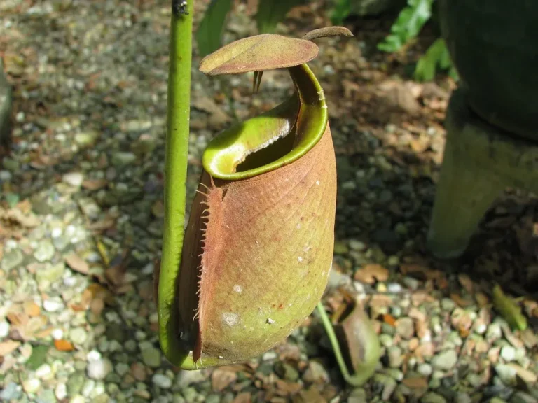 The Surreal Reason Thousands of Carnivorous Pitcher Plants Are Sprouting in a Local Park - Featured image