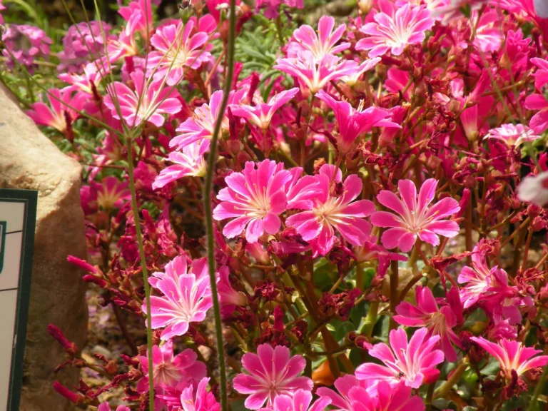 Lewisia: The Colorful Native Succulent Ideal for Rocky, Dry Gardens - Featured image