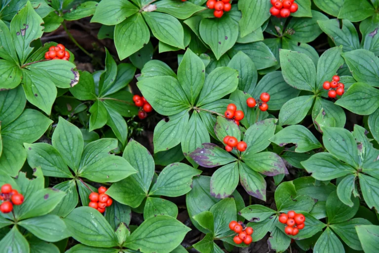 The Edible Mulch Strategy for Vegetable Gardens and Beyond - Featured image