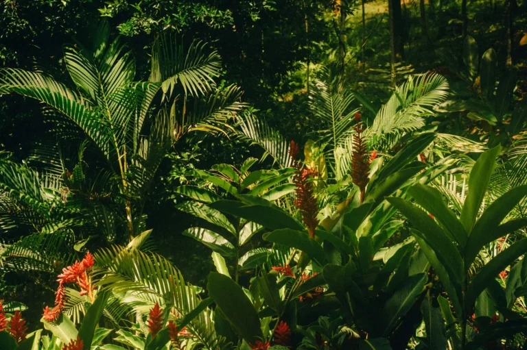 Tropical Herbs and Spices You Can Grow in Your Home Garden - Featured image