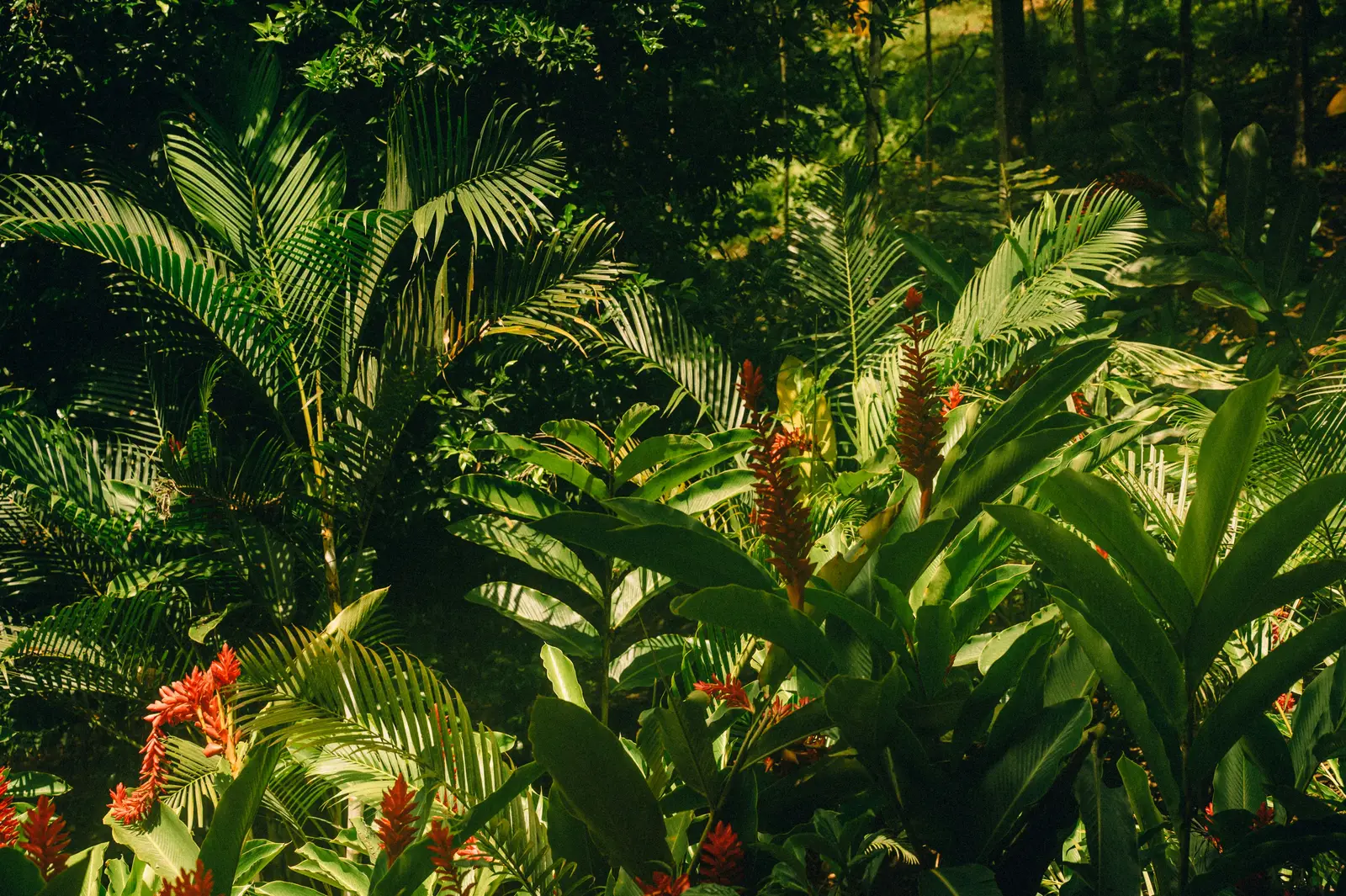 Tropical Herbs and Spices You Can Grow in Your Home Garden