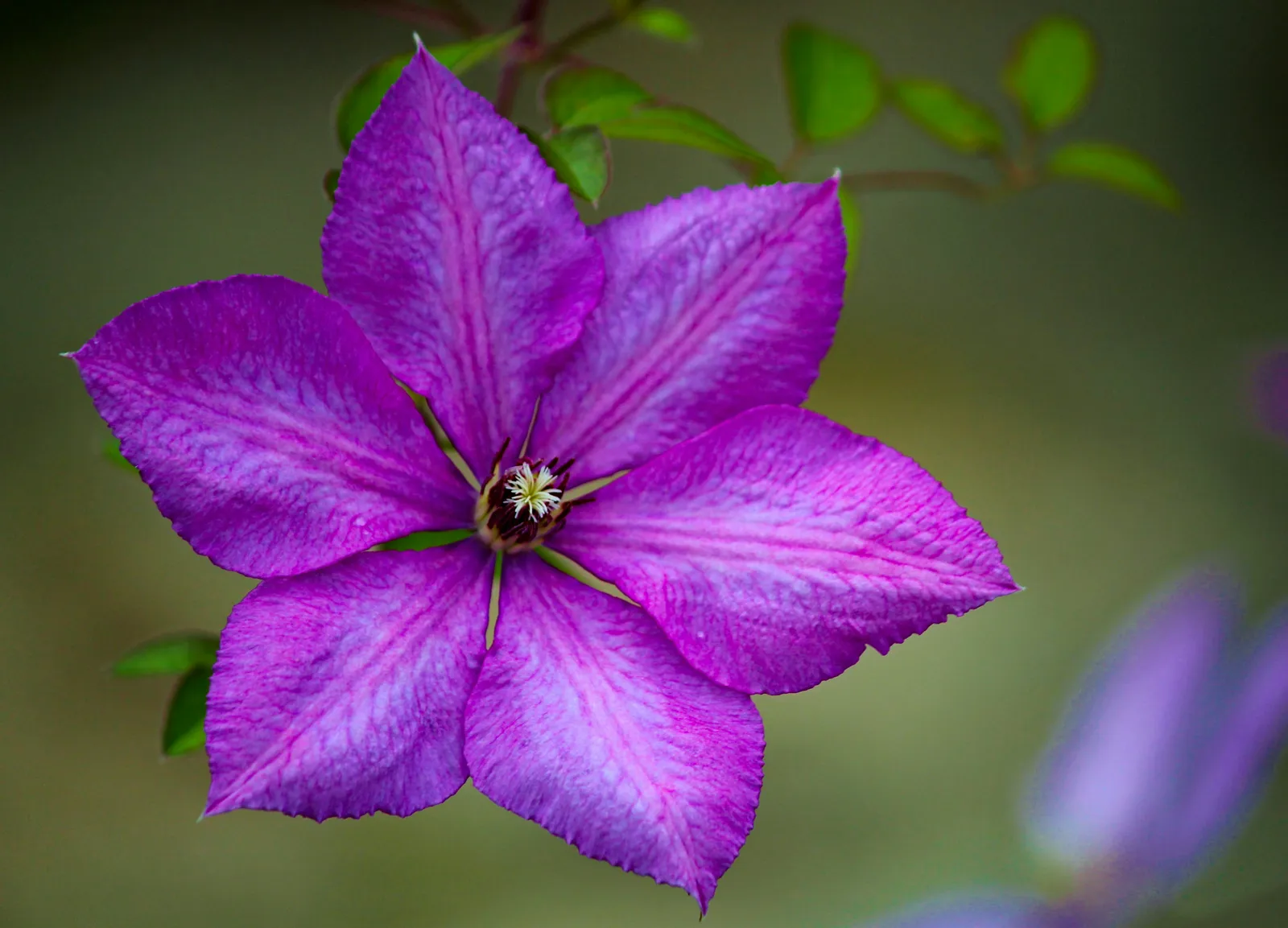 Clematis: The Flowering Vine for Your June Garden