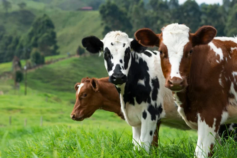 Screwworm Cases Multiply in Texas as Canada Bars State Cattle - Featured image