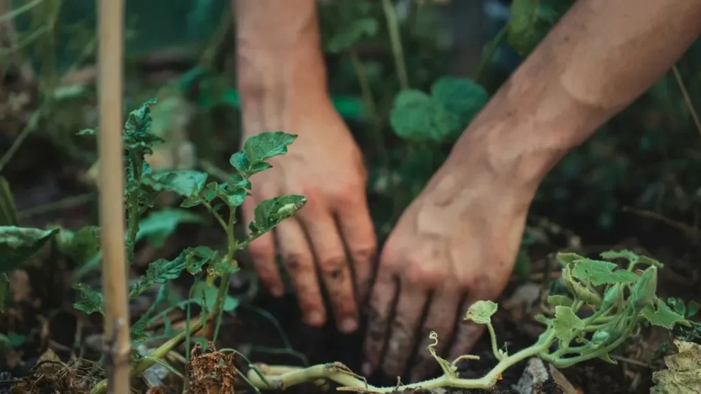 This Giant Radish Can Grow Over a Pound — and It's One of the Easiest Vegetables You Can Plant This Fall - Featured image