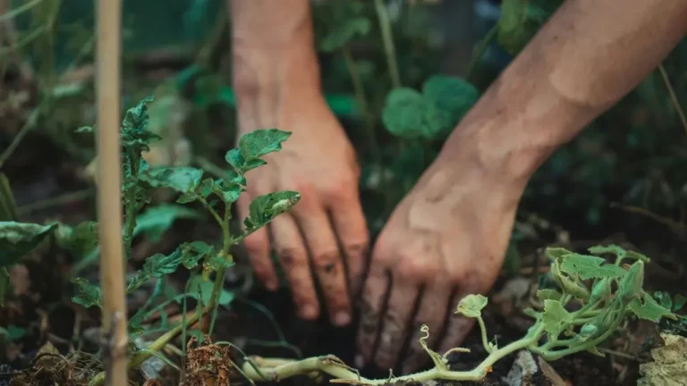 This Giant Radish Can Grow Over a Pound — and It's One of the Easiest Vegetables You Can Plant This Fall - Featured image