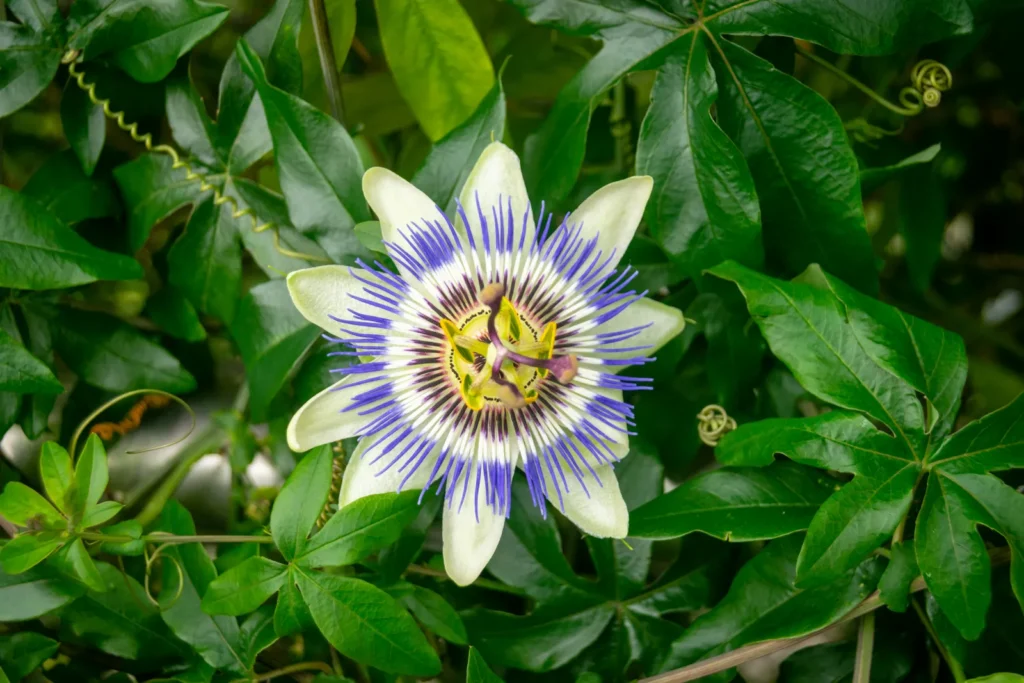 Passionflowers Bring Exotic Variety to Home Gardens With Hundreds of Species - Featured image