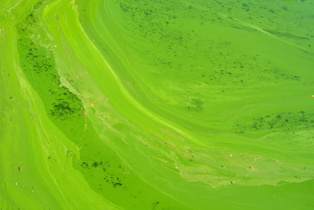 Algae Reclaims Lincoln Memorial Reflecting Pool After Renovation Starts - Featured image