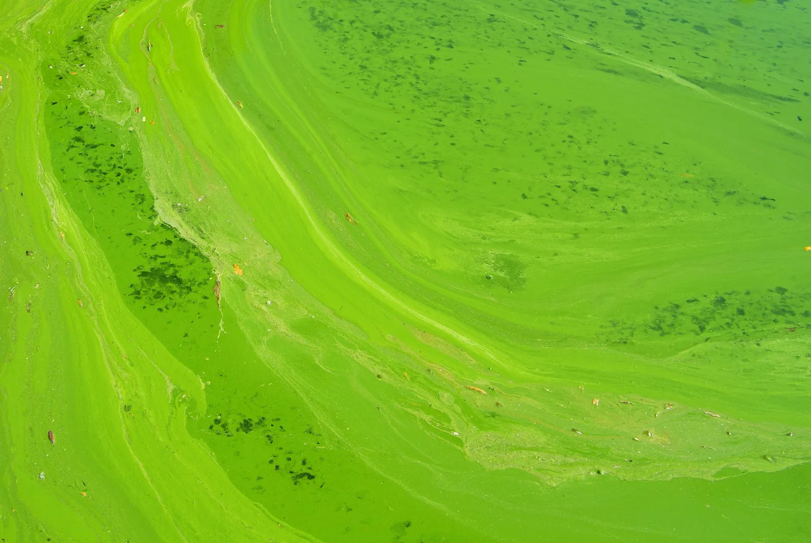 Algae Reclaims Lincoln Memorial Reflecting Pool After Renovation Starts