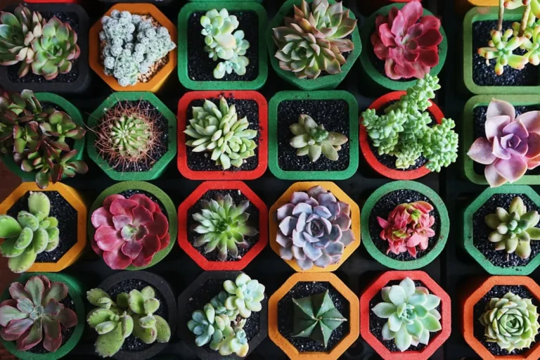 If You Want Your Water-Wise Garden to Flourish, Plant These 5 Ultra-Drought-Tolerant Species - Featured image