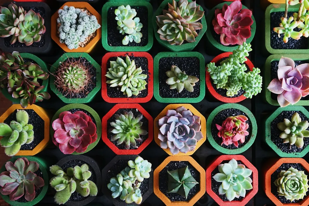 If You Want Your Water-Wise Garden to Flourish, Plant These 5 Ultra-Drought-Tolerant Species