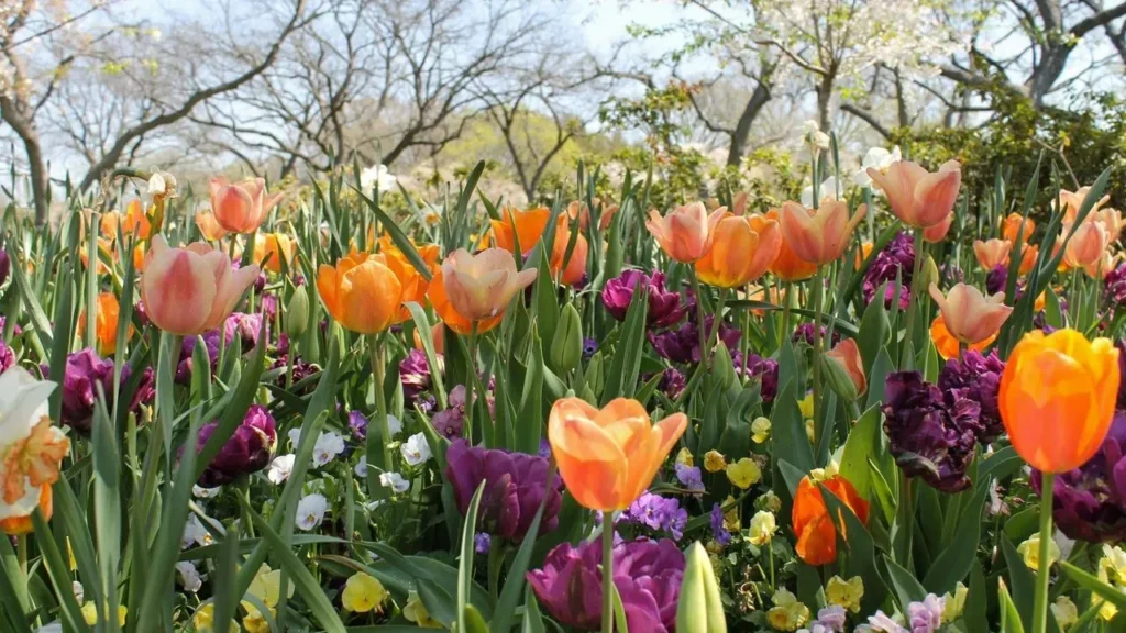 A Maryland Garden's Colorful Transition From Late Spring to Summer - Featured image