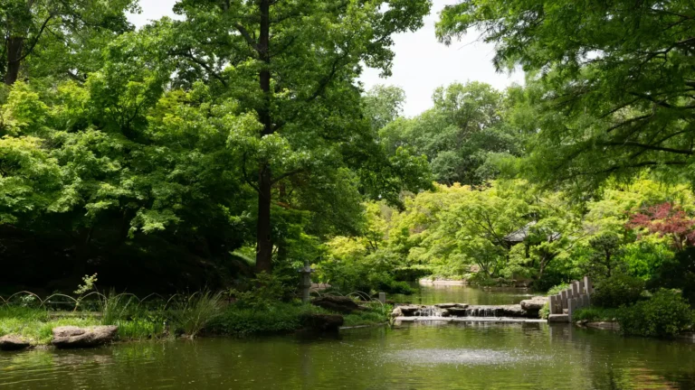 Joy That Endures: A Texas Gardener’s Outdoor Space Through Life’s Changes - Featured image