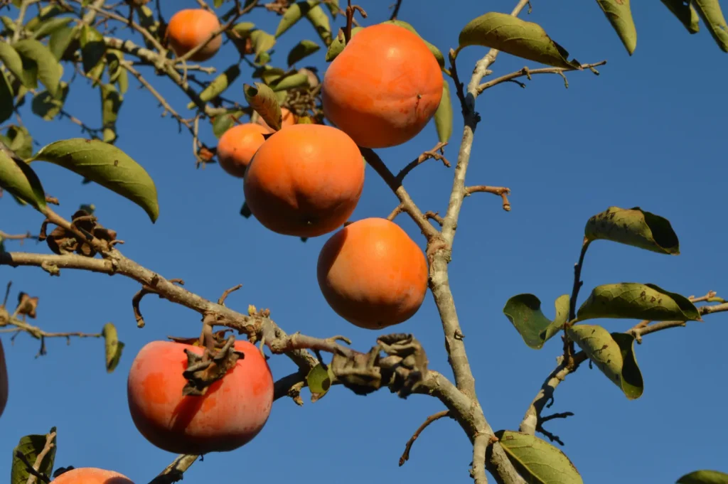 Asian Persimmons Bring Unique Flavor and Low-Maintenance Growing to Home Gardens - Featured image