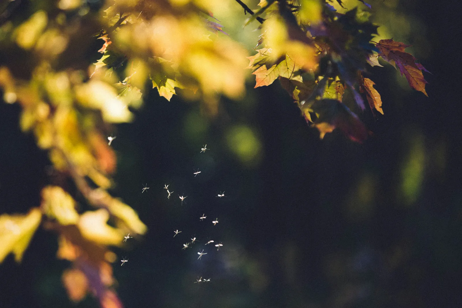 Mosquitoes Play Vital Roles in Garden Ecosystems