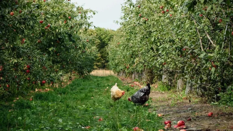 Chop and Drop Weeds for Thriving Food Forests - Featured image