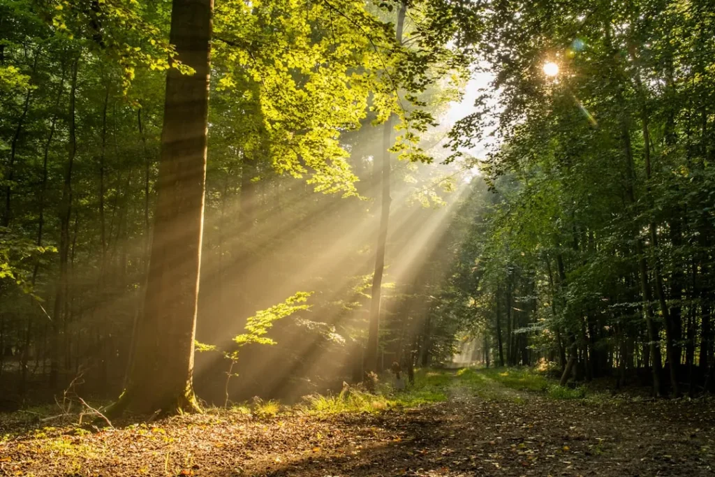 Why Summer Sunscald Happens to Trees – And How to Prevent It with White Paint - Featured image