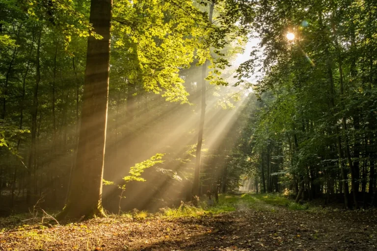 Why Summer Sunscald Happens to Trees – And How to Prevent It with White Paint - Featured image